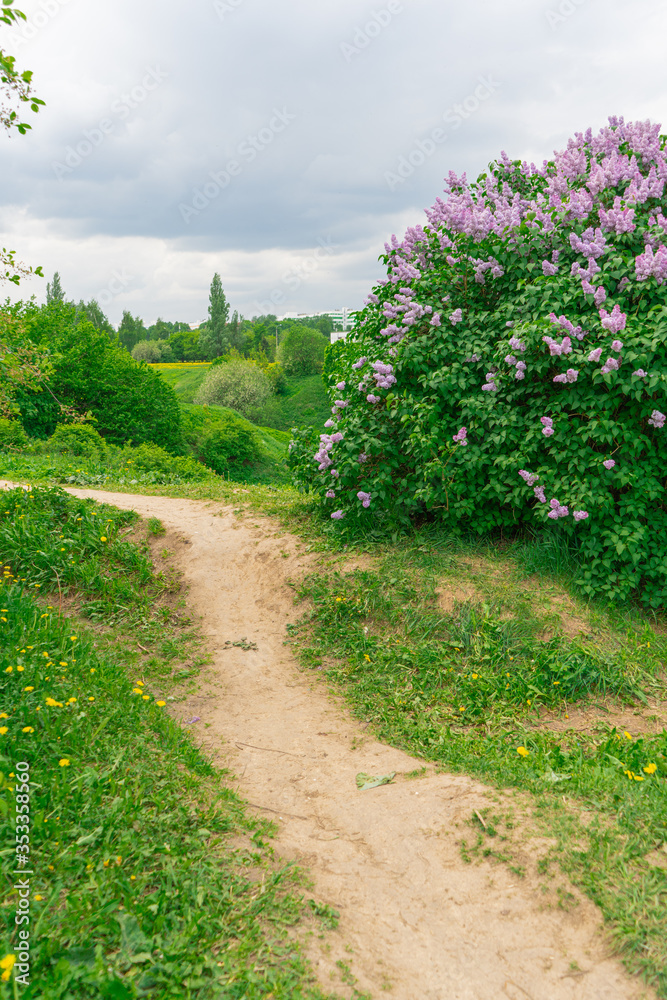 A path through the green hills next to blooming lilacs