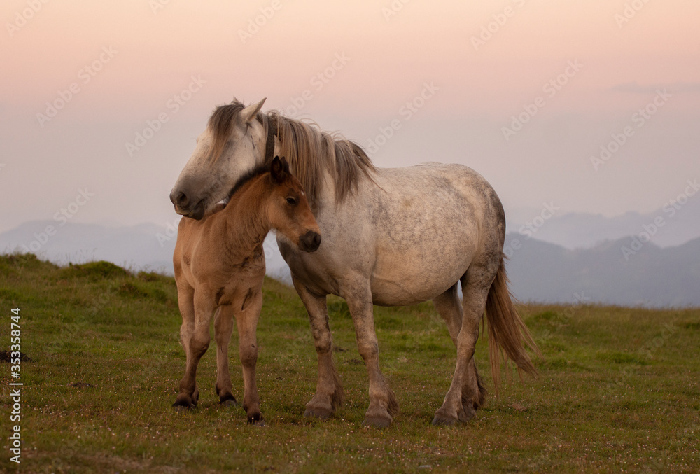 mother and baby horses in the mountains mother and baby horses in the mountains