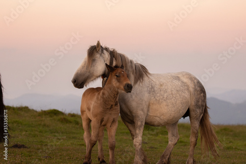 mother and baby horses in the mountains