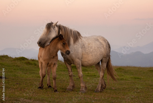 mother and baby horses in the mountains