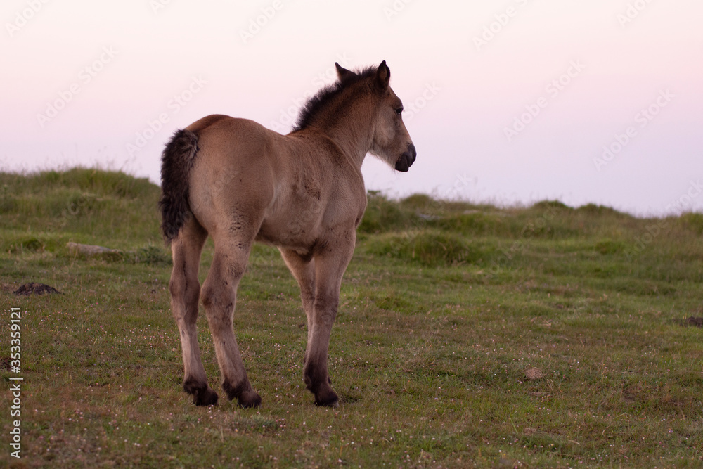 Fototapeta premium horse child in the mountains in basque country, spain
