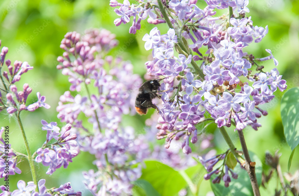 A bumblebee pollinates flowers in the garden at spring. A flowering lilac bush and green leaves. Close up, macro A bumblebee pollinates flowers in the garden at spring. A flowering lilac bush and green leaves. Close up, macro