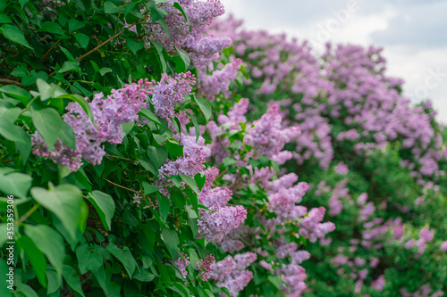 Fototapeta Naklejka Na Ścianę i Meble -  Bush of blooming lilac outdoors on a cloudy day