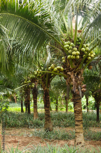 Coconut plantation or farm. Many coconuts grow on a coconut tree