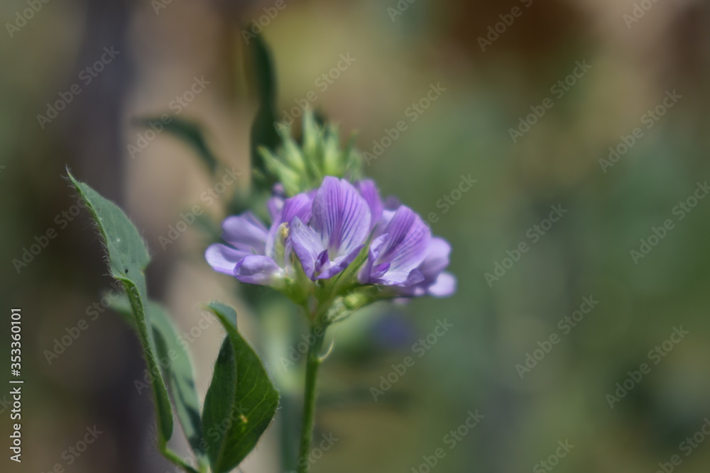 Medicago sativa, alfalfa, lucerne in bloom - close up. Alfalfa is the most cultivated forage legume in the world and has been used as an herbal medicine since ancient times. Medicago sativa, alfalfa, lucerne in bloom - close up. Alfalfa is the most cultivated forage legume in the world and has been used as an herbal medicine since ancient times.