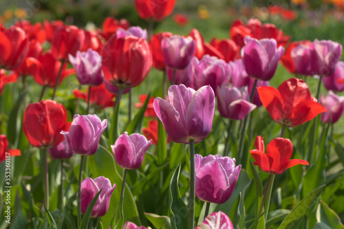 Red and pink tulips in the sun