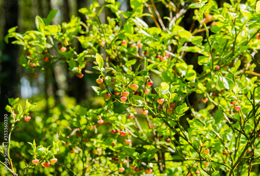 Flowers and leaves of European blueberry in spring, Finland Flowers and leaves of European blueberry in spring, Finland