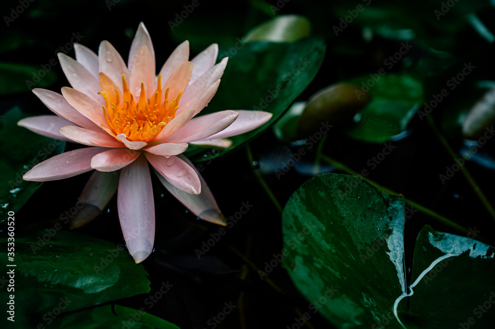 pink water lily or Lotus flower with lotus leaf in pond Cover banner concept background.