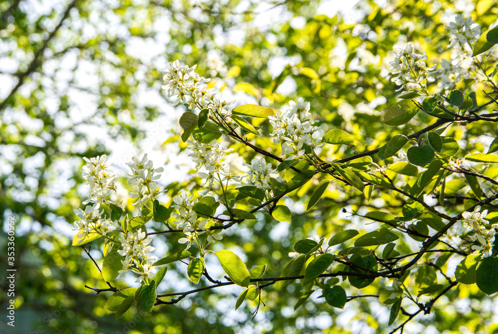Branch of Amelanchier blooming in spring, Finland