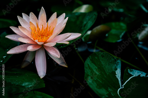 pink water lily or Lotus flower with lotus leaf in pond Cover banner concept background.