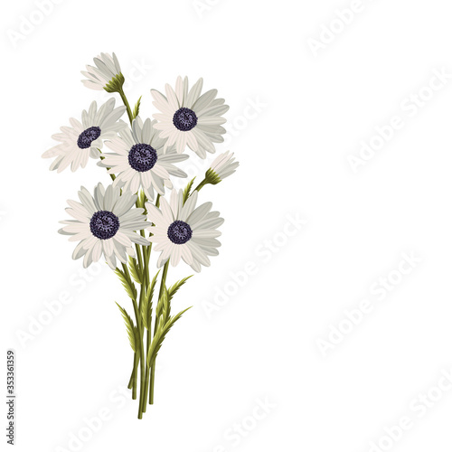 Beautiful white daisies on white background. Floral vector background