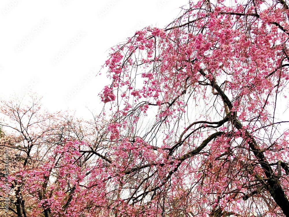 Cherry Blossom / 桜