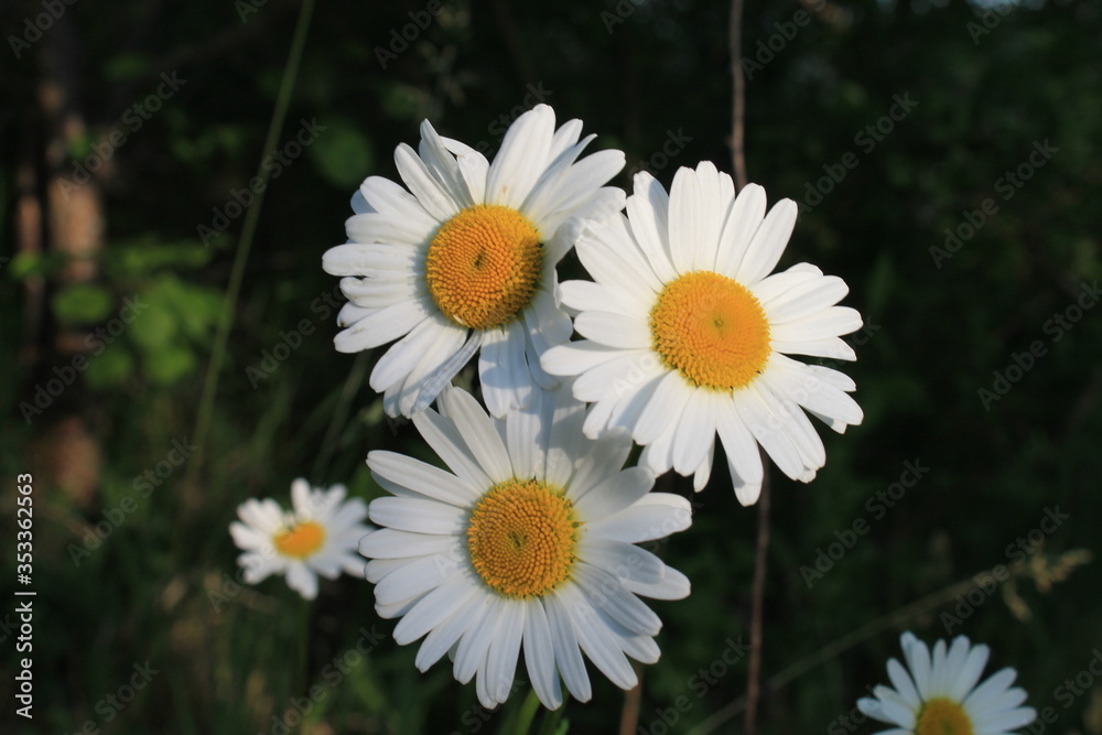 Fototapeta premium 3 Margeriten für dich