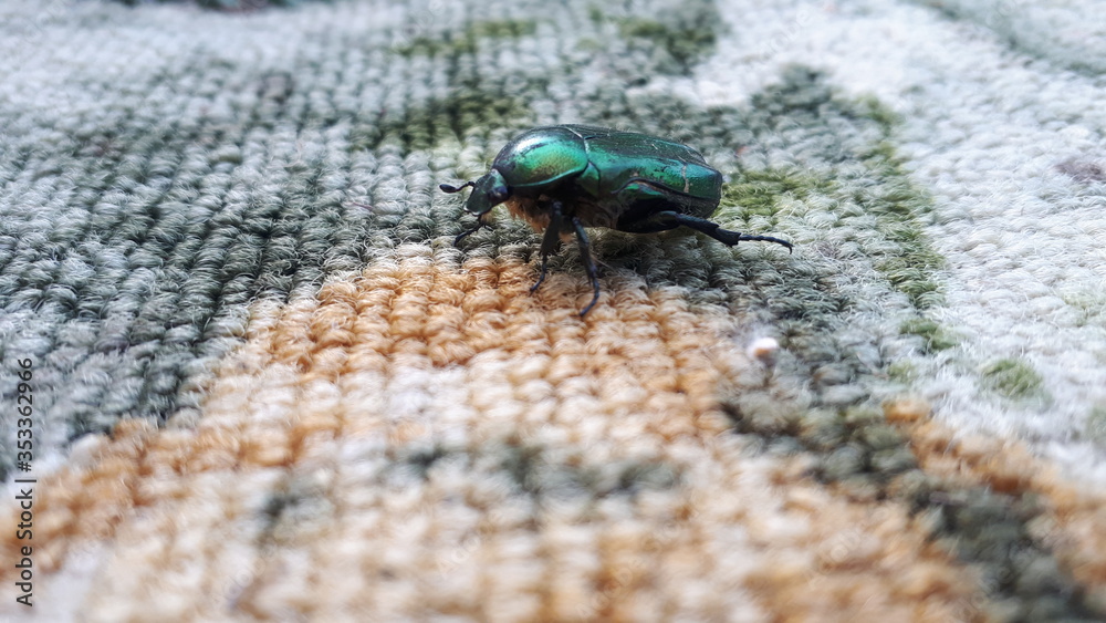blue bug on a green leaf blue bug on a green leaf