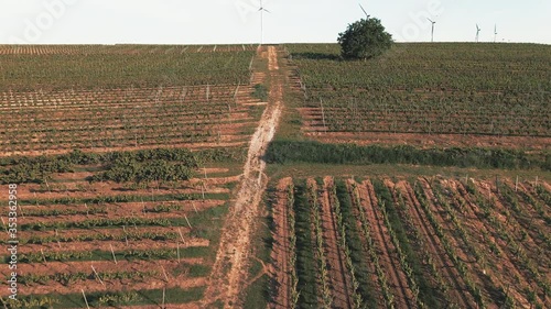 vineyard in southern germany 3