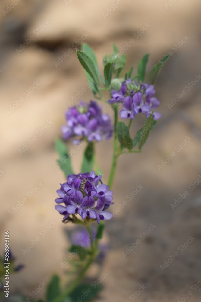Obraz premium Medicago sativa, alfalfa, lucerne in bloom - close up. Alfalfa is the most cultivated forage legume in the world and has been used as an herbal medicine since ancient times.