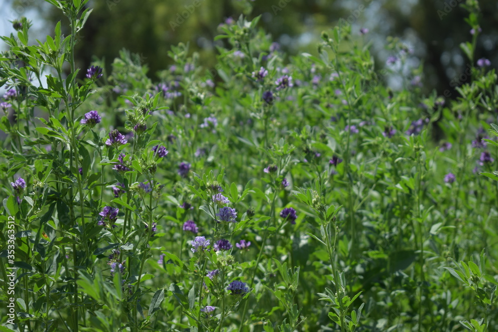 Medicago sativa, alfalfa, lucerne in bloom - close up. Alfalfa is the most cultivated forage legume in the world and has been used as an herbal medicine since ancient times. Medicago sativa, alfalfa, lucerne in bloom - close up. Alfalfa is the most cultivated forage legume in the world and has been used as an herbal medicine since ancient times.