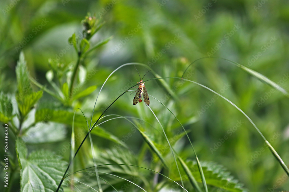 Skorpionfliege Skorpionfliege