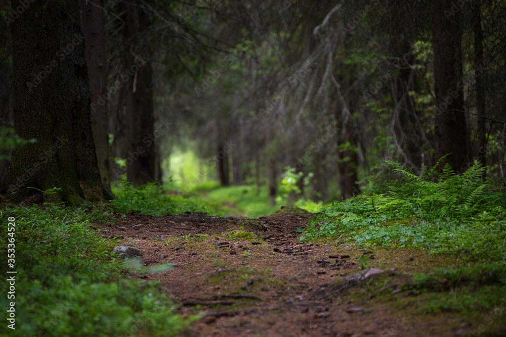 Obraz premium path in the woods