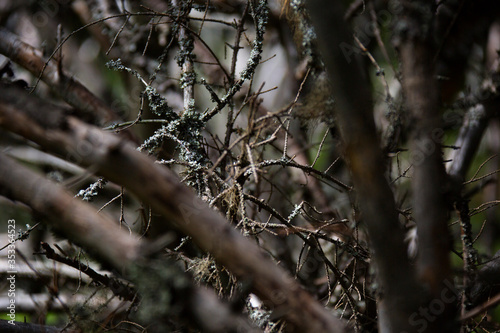 spring in the forest