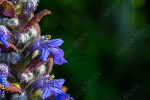 Fototapeta Naklejka Na Ścianę i Meble -  Ajuga reptans is commonly known as blue bugle, bugleherb, bugleweed, carpetweed, carpet bugleveed plant of the family Lamiaceae. Blue bugle flowers (Ajuga reptans) close-up. 