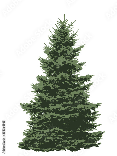 Green fir tree isolated on white background, vector eps 10 photo