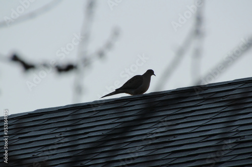 Silhouetted Mourning Dove