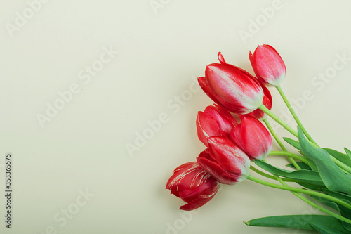 Fototapeta Naklejka Na Ścianę i Meble -  Beautiful red tulips lie on a light background