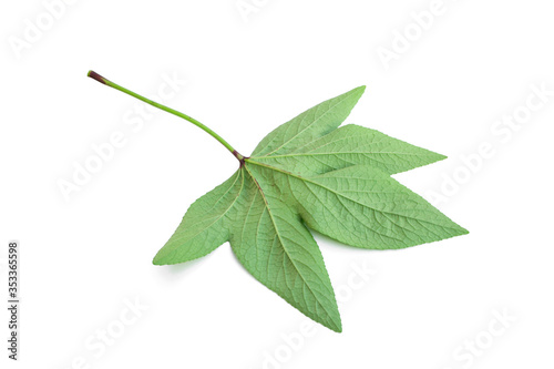 Roselle leaves isolated on a white background.