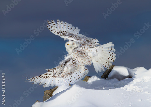 Snowy owl isolated against a blue background with wings spread out 