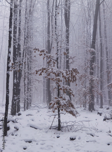 Poor tree between big and stout brothers. The small deciduous tree tries to keep in huge rivality. White mist, sad and sad mood. Winter mood photo