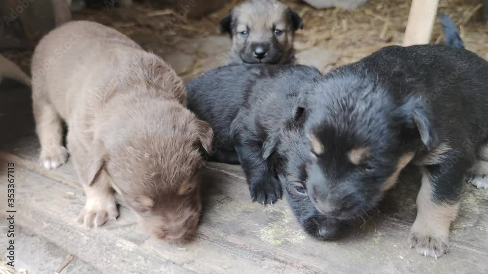Five cute puppies are playing on the doorstep of the barn. Little dogs are playing and trying to escape from the barn. Close up Five cute puppies are playing on the doorstep of the barn. Little dogs are playing and trying to escape from the barn. Close up