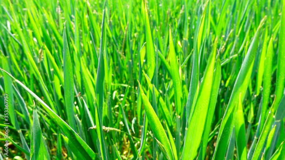 Field of young green rye. Movement through the ears of rye. Field of young green rye. Movement through the ears of rye.