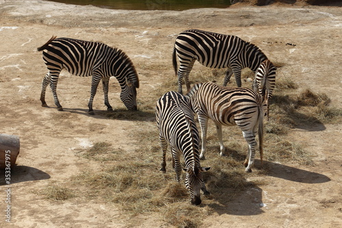 Group of zebra eating straw at Auckland Zoo  New Zealand