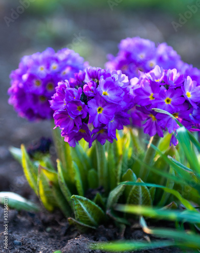 purple iris flower
