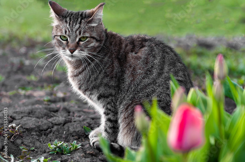gray green-eyed cat sits on a lawn