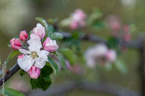 flowering apple tree branch in the spring garden after rain