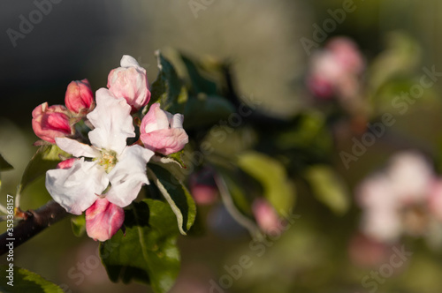 flowering apple tree branch in the spring garden