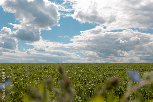 green field of wheat at noon