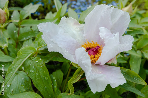lilac tree peony flower in spring garden after rain