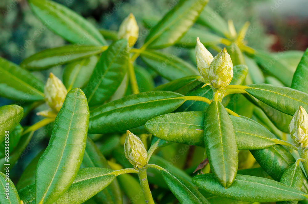 Green unblown rhododendron buds. Studio Photo Green unblown rhododendron buds. Studio Photo