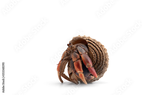 Canvas Print The hermit crab isolated on white background