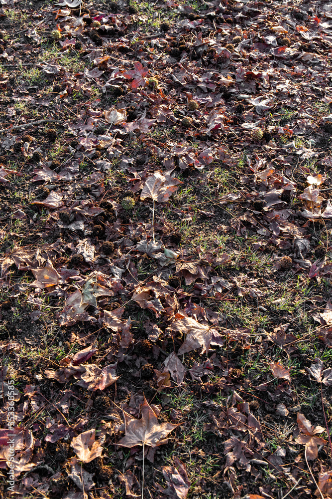 Stack of falling autumn leaves on the ground. Stack of falling autumn leaves on the ground.