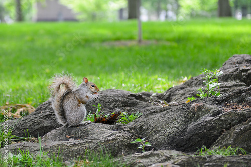 American gray squirrel eats her food at Capitol Grounds - Washington D.C. USA