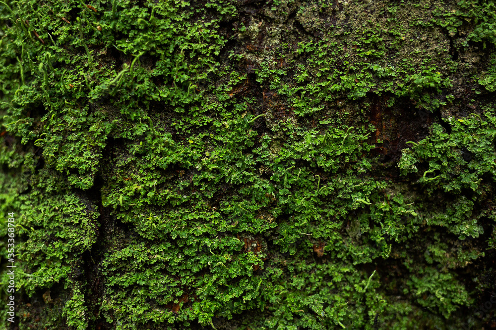 Trunk of a spruce tree covered with green lichen. Wood bark texture. Trunk of a spruce tree covered with green lichen. Wood bark texture.
