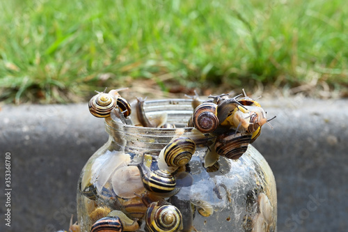 Snails in the bank. snails are selected from banks