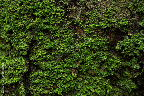 Trunk of a spruce tree covered with green lichen. Wood bark texture.