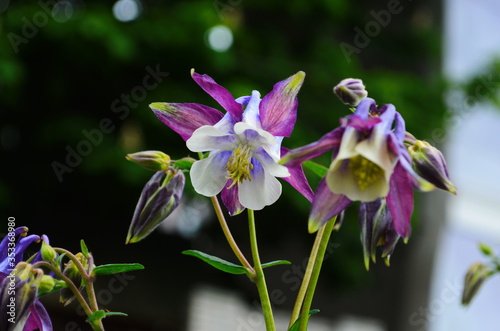 Fototapete close up image of Crimson Star Columbine flower blossoms in a garden