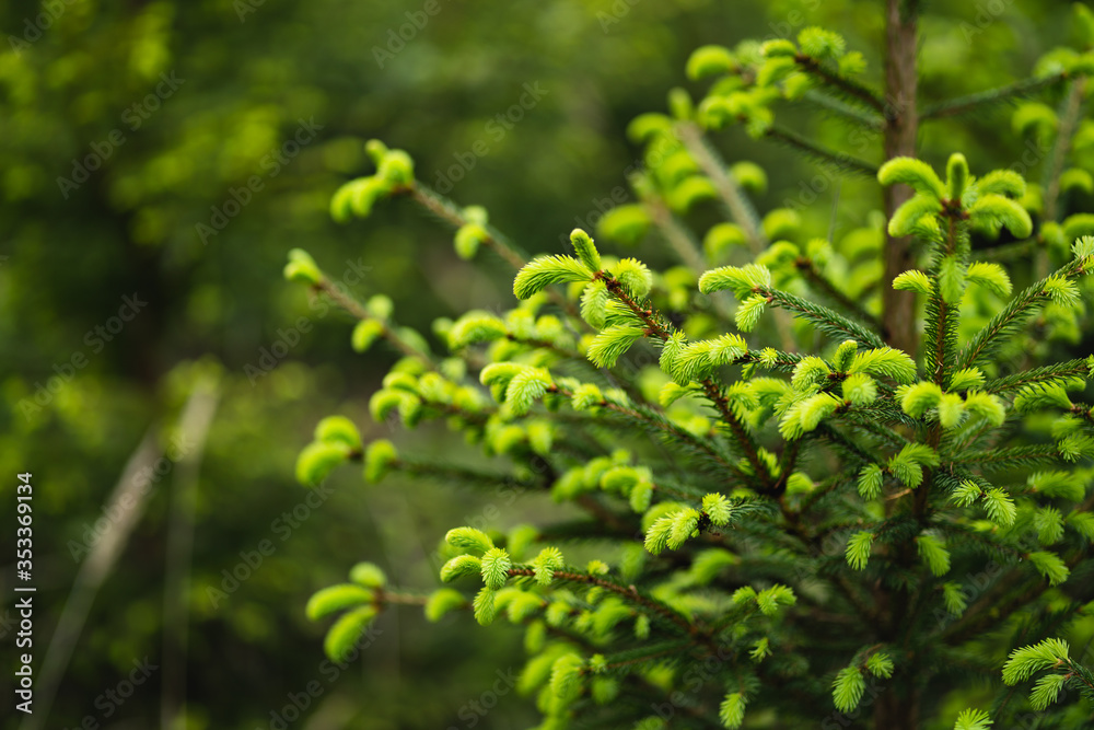 Young needles growing on tree, fresh green in spring time Young needles growing on tree, fresh green in spring time