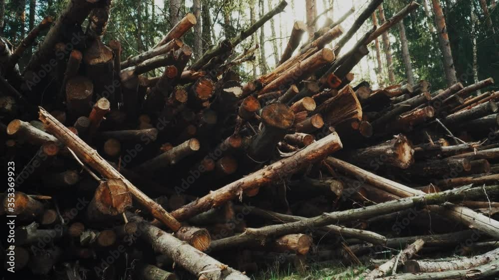 Old and rotten logs lie on the edge of the forest. The concept of cleaning the forest from rotting trees and dead wood, trees spoiled by beetle caroids Old and rotten logs lie on the edge of the forest. The concept of cleaning the forest from rotting trees and dead wood, trees spoiled by beetle caroids